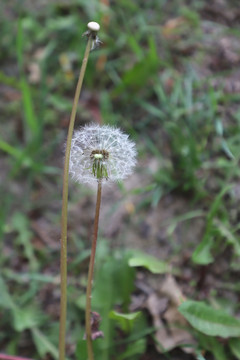 蒲公英高清