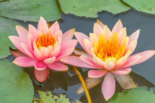 蓮花