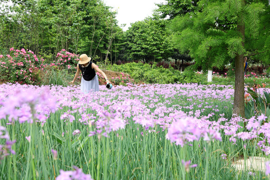 美女浇花