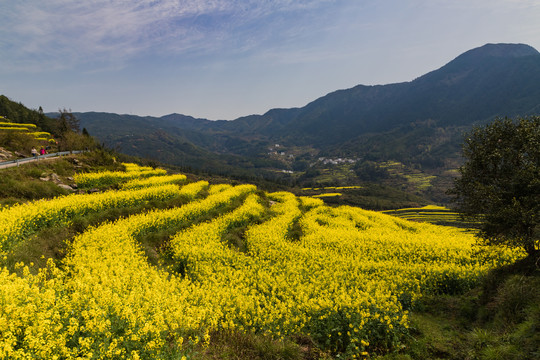 婺源江岭油菜花