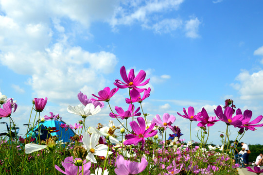 格桑花