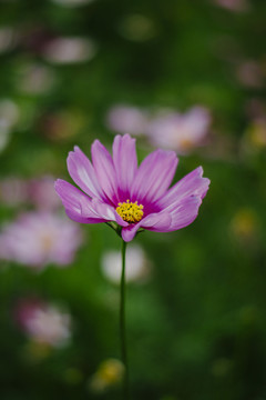 特写拍摄的格桑花