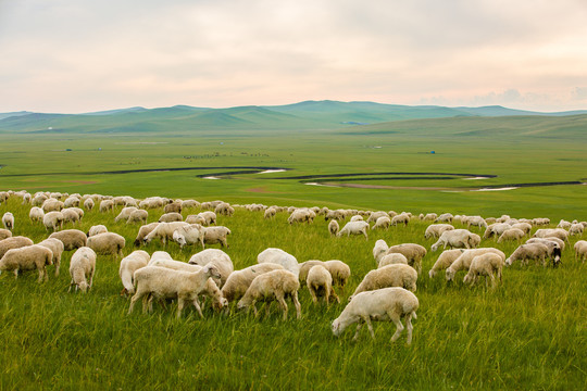 夏季傍晚草原羊群吃草