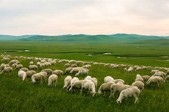 草原傍晚羊群吃草