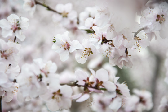 山桃花