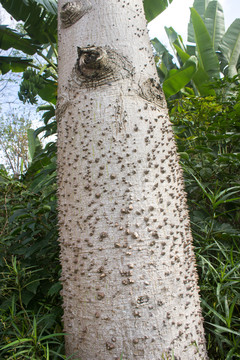 木棉樹(shù)干
