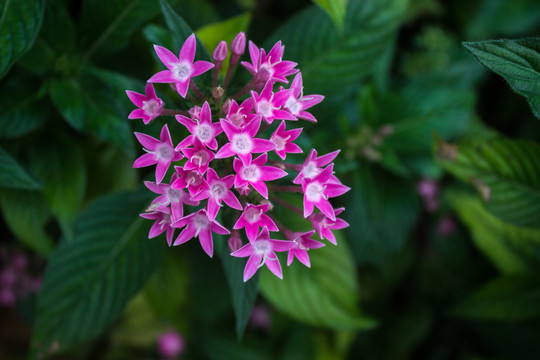 繁星花