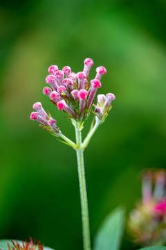 粉色花苞