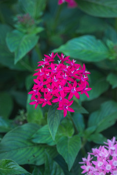 繁星花