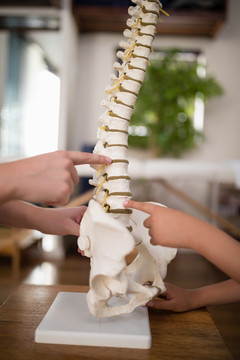 治疗师和男孩手指着人造脊柱