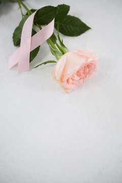 粉红乳腺癌意识丝带与玫瑰