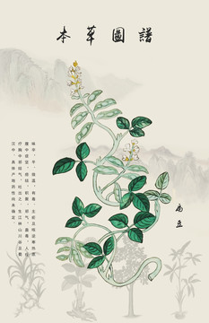 扁豆