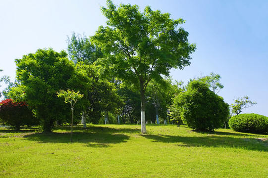 绿树草地