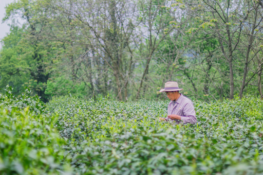 茶树