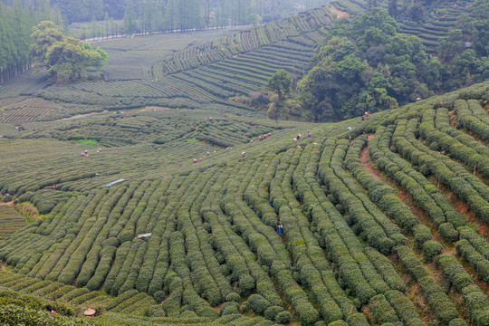 茶树