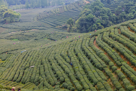 茶树