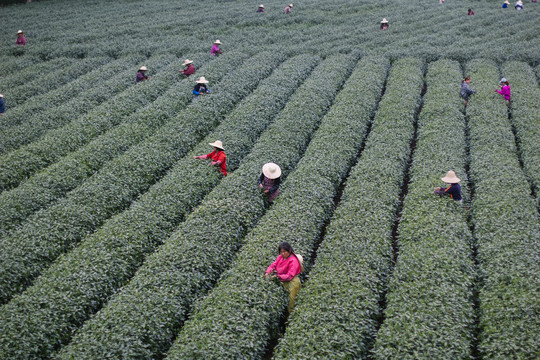 茶树