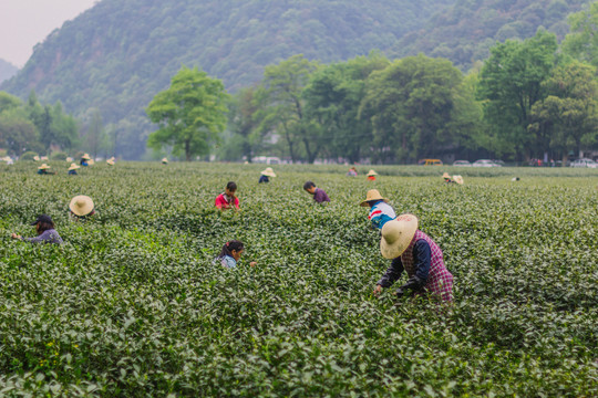 茶树