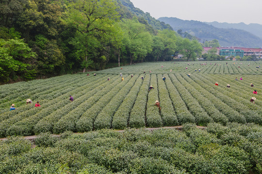 茶树