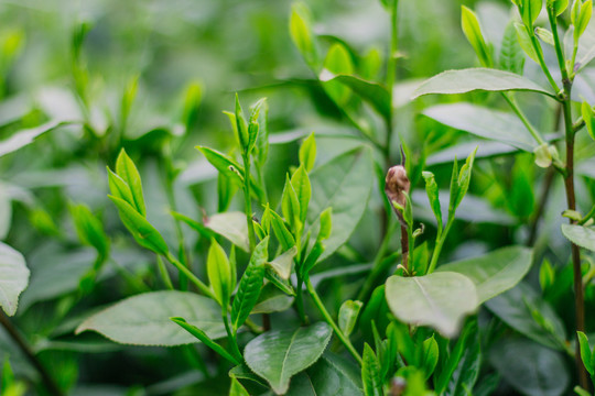 茶树