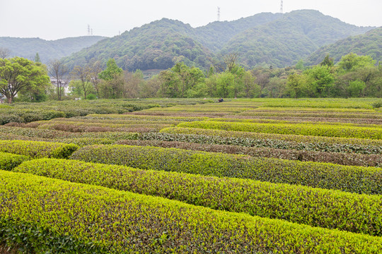 茶树