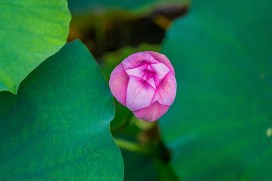 荷花池