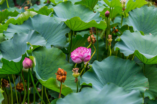 荷花池