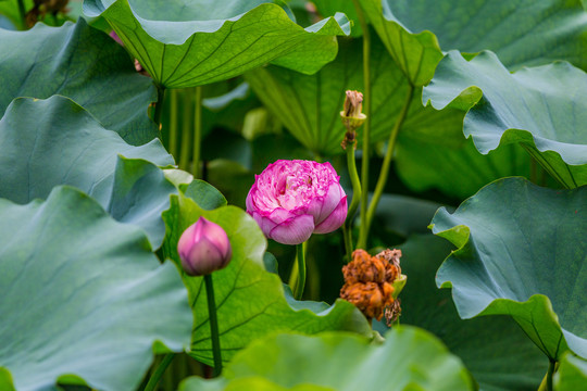 荷花池