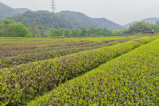 茶树