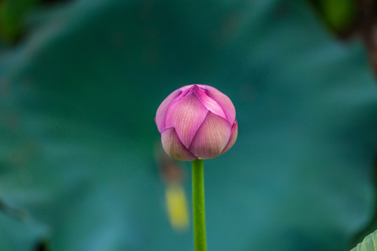 荷花池