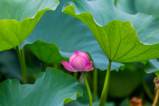 荷花池