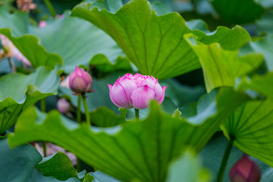 荷花池