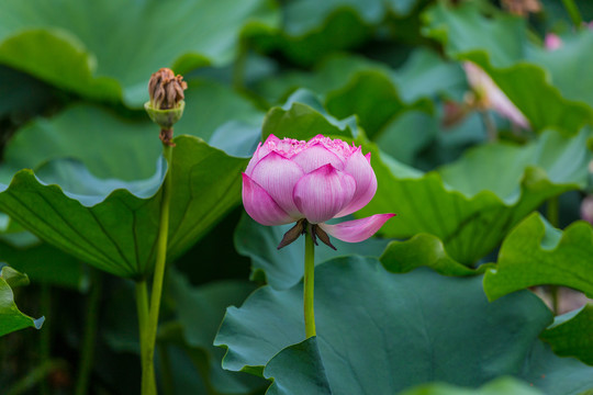 荷花池