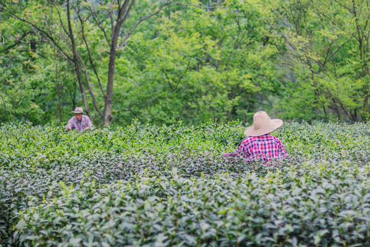 茶树