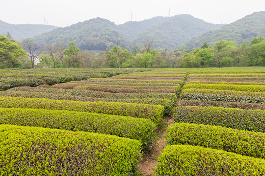 茶树