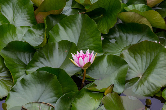 荷花池