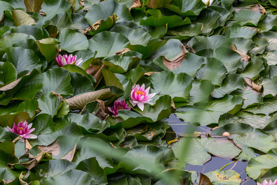 荷花池