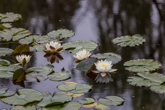 荷花池