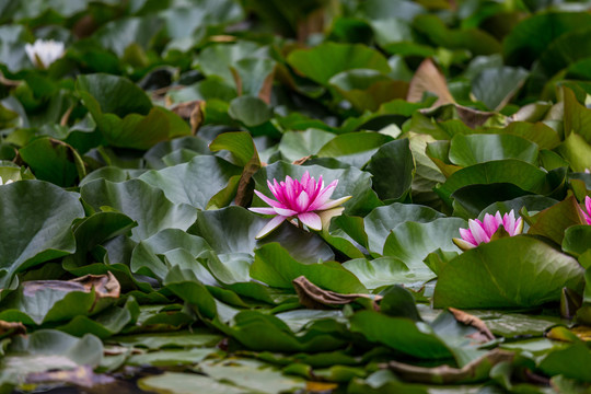 荷花池