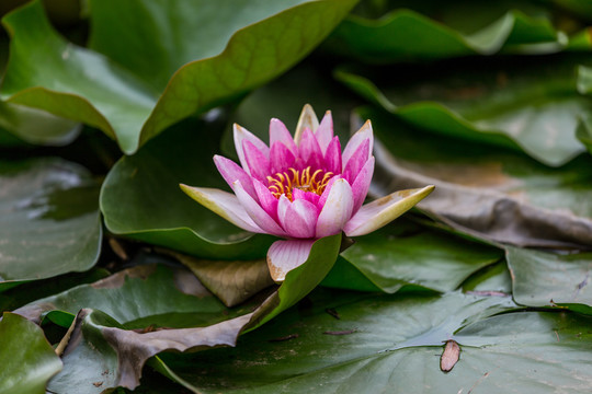 荷花池