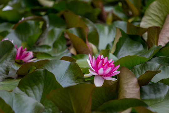 荷花池