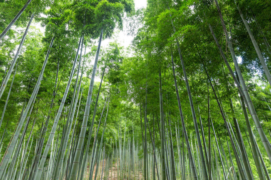 竹林背景