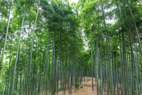 竹林背景