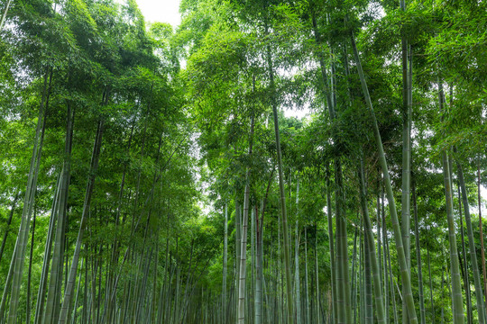 竹林背景