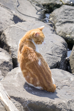 海边的野猫