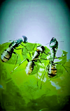 绿叶上蚂蚁