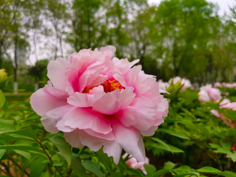 洛阳花