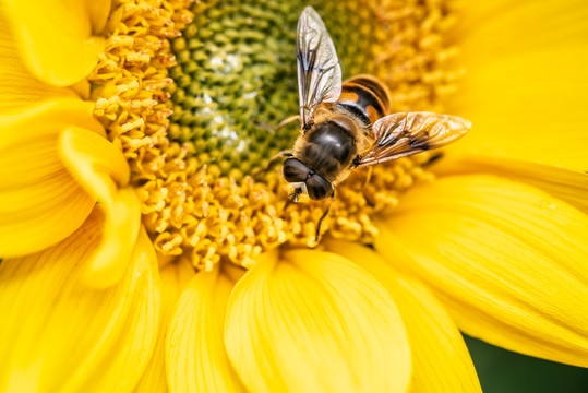 向日葵上采蜜的蜜蜂特写