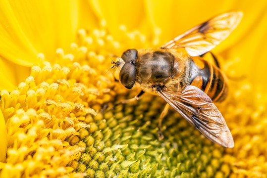向日葵上采蜜的蜜蜂特写