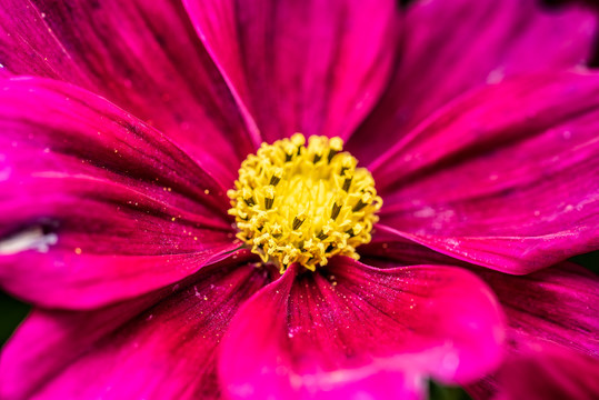 格桑花特写